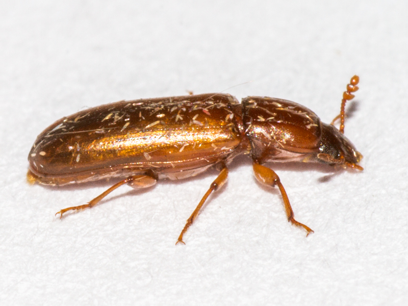 Aulonium trisulcus
